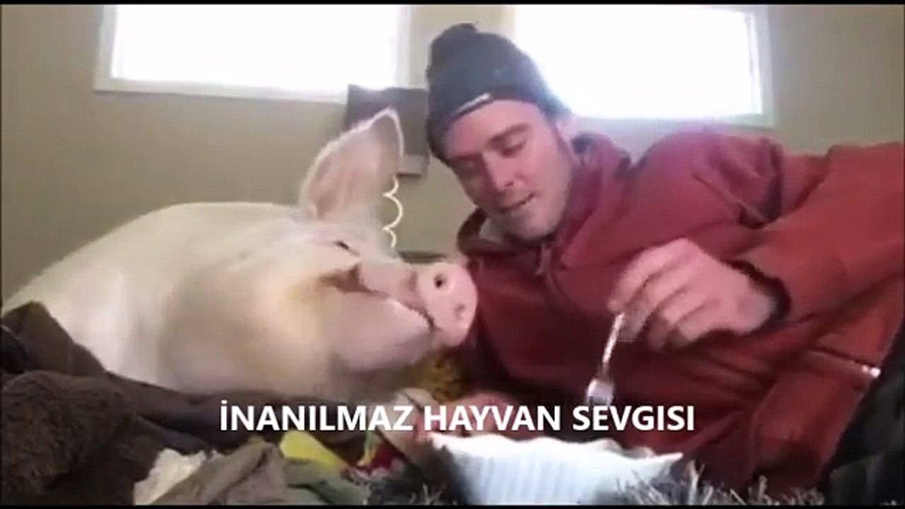 HAYVAN SEVGISI )))