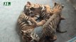 Tigers killed indiscriminately in Sundarbans