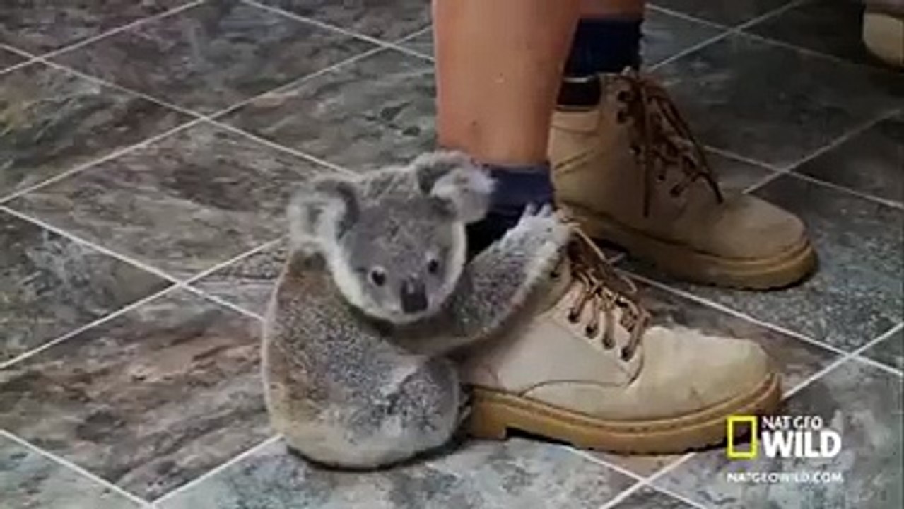 ours koala