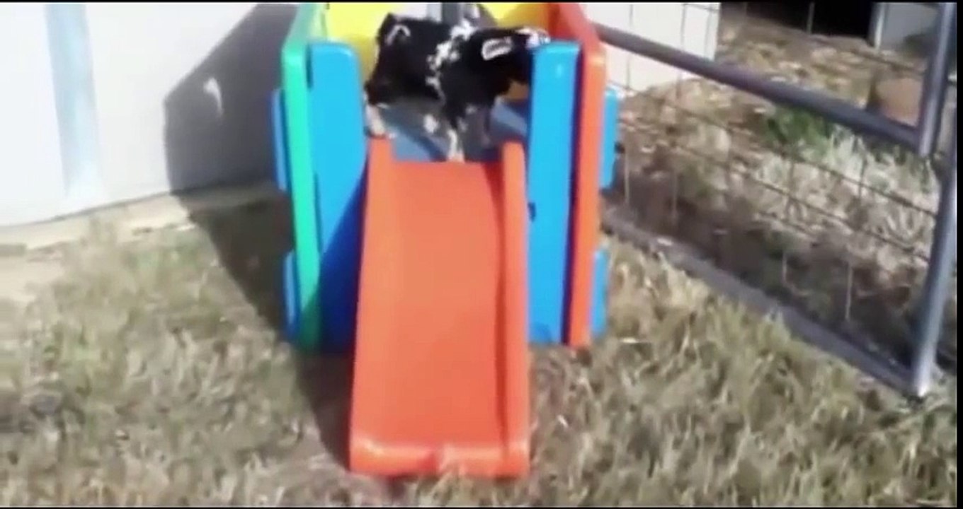 funny videos animals