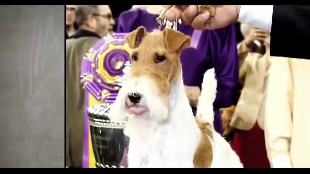 Curiosidades animais - Cães, Urso e Lagosta Boxeadora