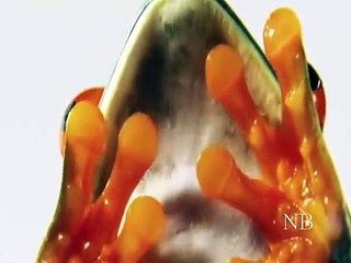 Curiosidades animal Leões, Corujas e Sapos