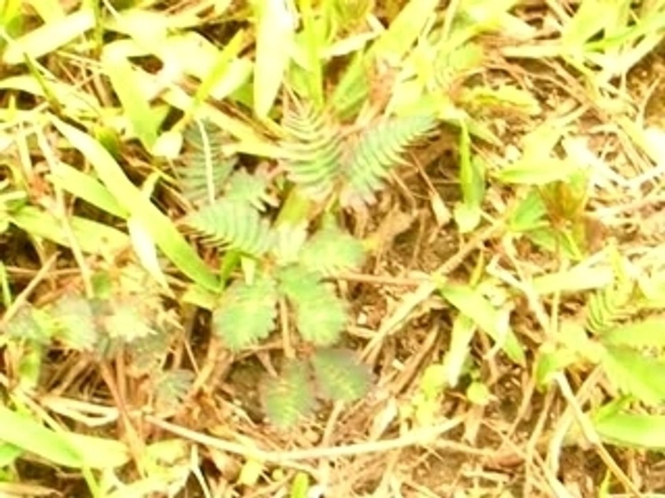 La plante peureuse