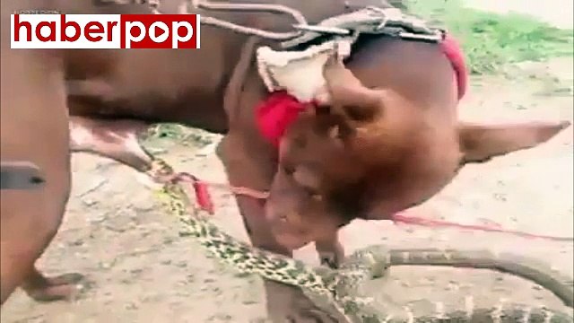 Yılan köpeğin cinsel organından ısırırsa #yılan #köpek