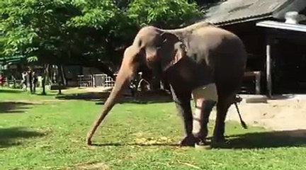 Titre 1: Découvrez la patte bionique que cette éléphante a reçue pour marcher à nouveau