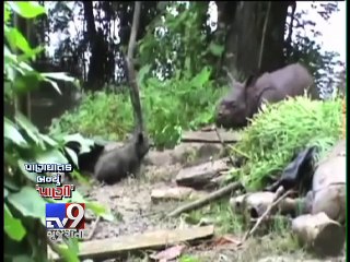 下载视频: Heavy rains lash north India; flood-like situation in Madhya Pradesh - Tv9 Gujarati