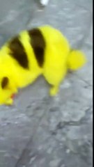 Il transforme son chien en Pikachu et se fait lyncher par les internautes... la vidéo !