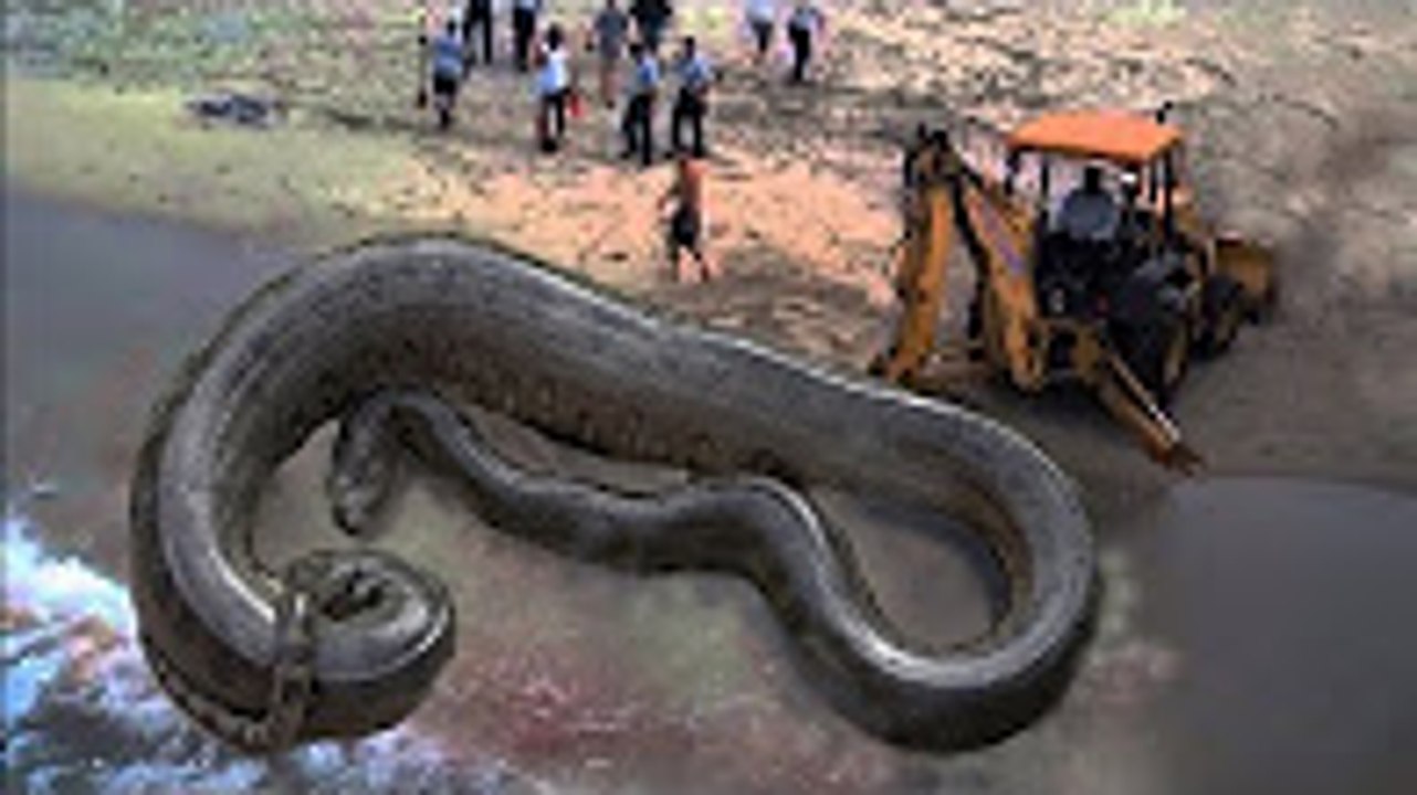 BIGGEST PYTHON SNAKE - GIANT ANACONDA - WORLD'S BIGGEST SNAKE FOUND IN AMAZON RIVER #3