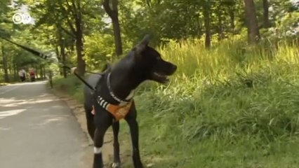 Из корейского блюда в лучшего друга человека (29.07.2016)