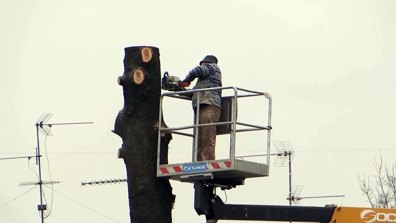 How NOT to cut a tree