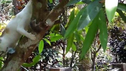 Une intense chasse à la souris