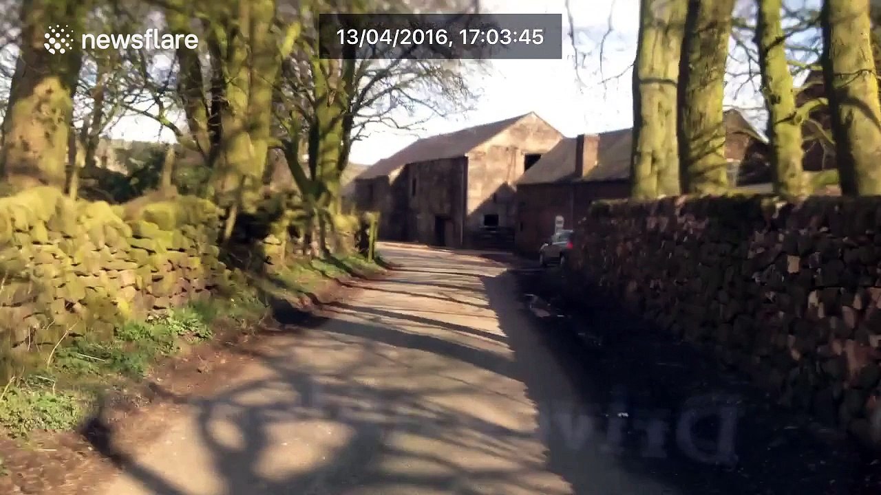 This cow does not respect the rules of the road