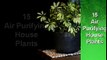 15 Air Purifying Houseplants