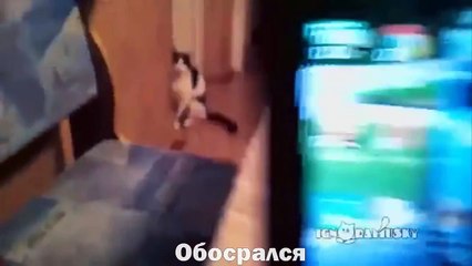 Отборные COUB'ики. Выпуск 36. The Best COUB 36