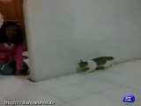 Girl scares the hell out of cat