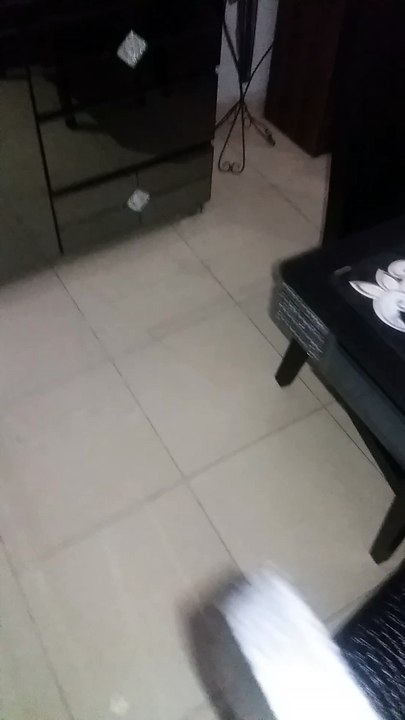 cat scare funny video