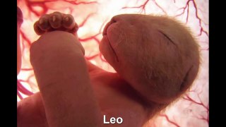 ✔ 15 Unique Pictures of Animals in the Womb
