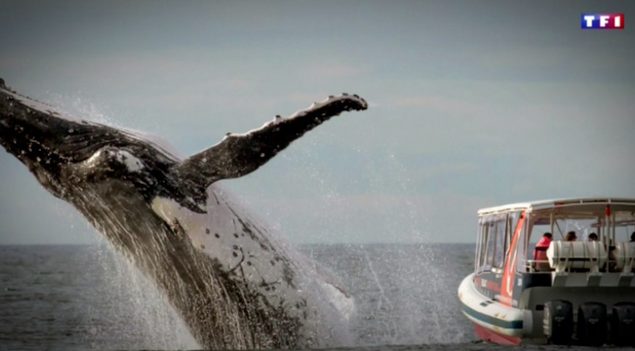 Des touristes ont raté le cliché de leurs vacances ! Zap actu best of du 30/07/2016 par lezapping