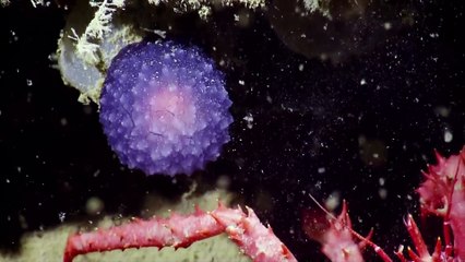 Misteriosa criatura esférica en el fondo del Pacífico