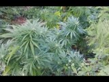 Cosenza - Quattro piantagioni di marijuana scoperte sulla costa (28.07.16)