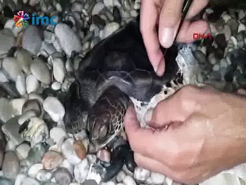 Konyaaltı Sahili'nde vücuduna ip dolanmış caretta caretta bulundu