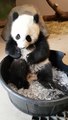 Ce panda adore les glaçons et joue avec