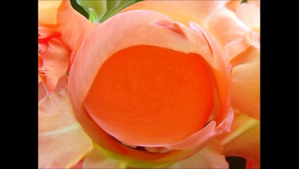 Gladiolové atrakce: Václav Kovalčík, červenec 2016