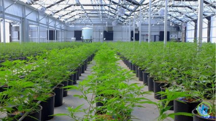 U.S. marijuana will be a $44 billion biz by 2020
