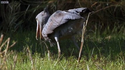 Le bec-en-sabot maitrise l'art de la pêche