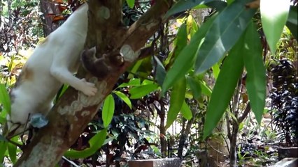 Une intense chasse à la souris