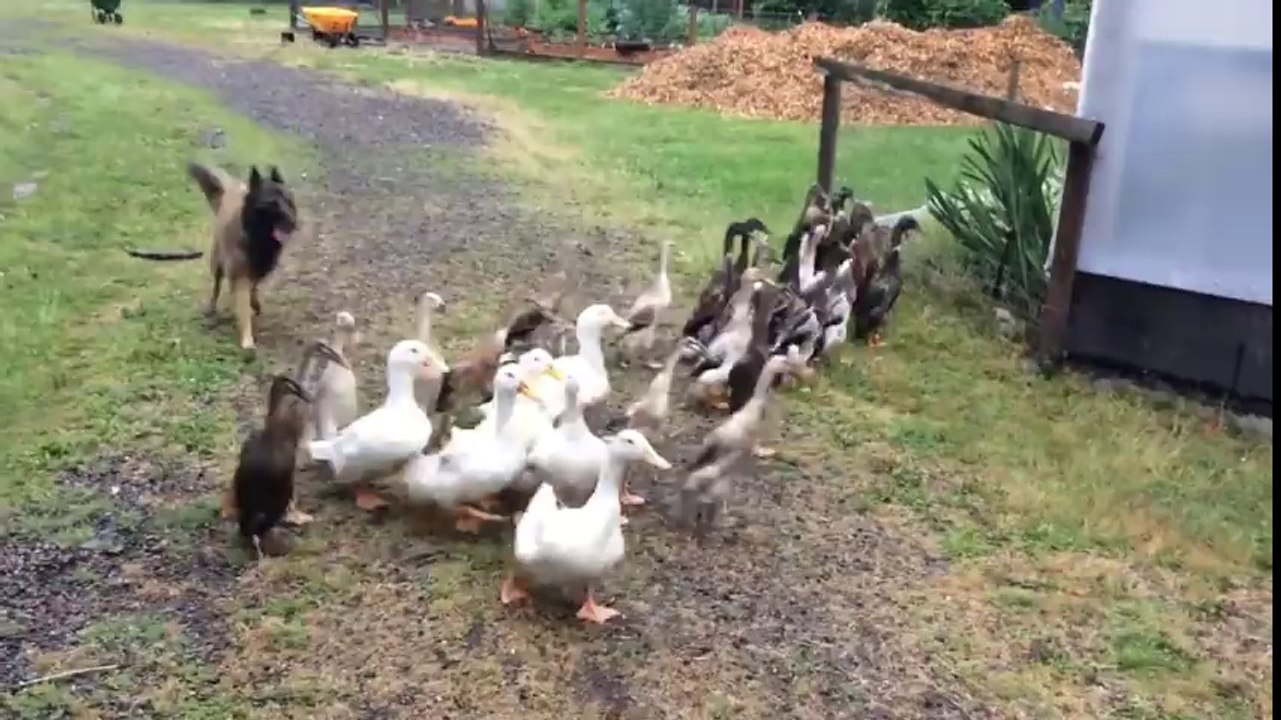 Dog VS Ducks