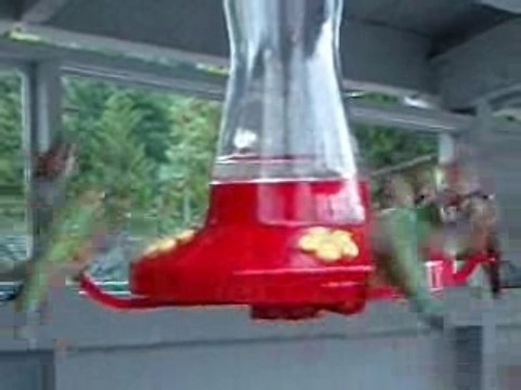 Hummingbirds Feeding On The Sunshine Coast