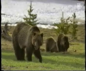 Osos: Anatomia extraordinaria