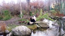 Panda in Vienna Zoo 1/3 (Wien 2013-12-23)