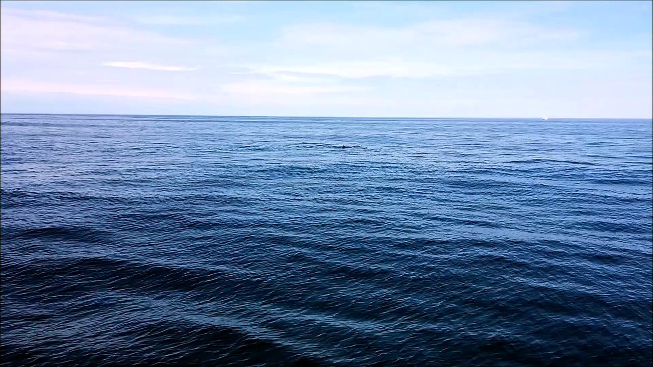 Auf Walsafari auf Vesterålen