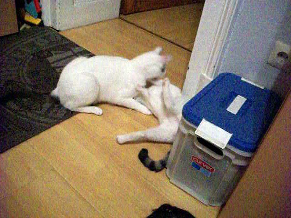 Harvey und Vinzent am 29.07.2016