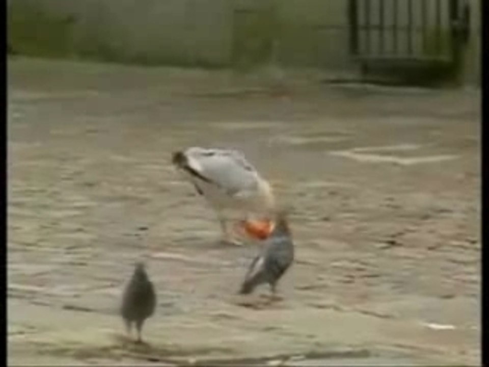 Sam the seagull, Sam la mouette