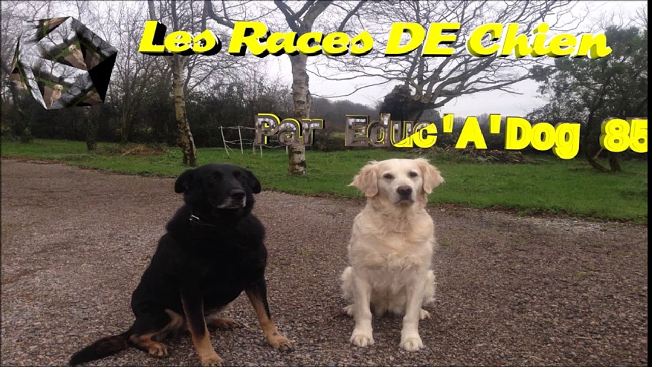 le golden sa fiche en video