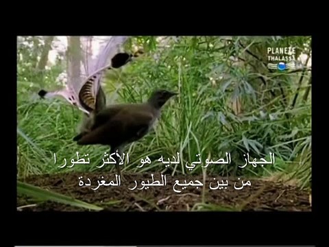 l'oiseau lyre qui imite tous les bruits qu'il entend