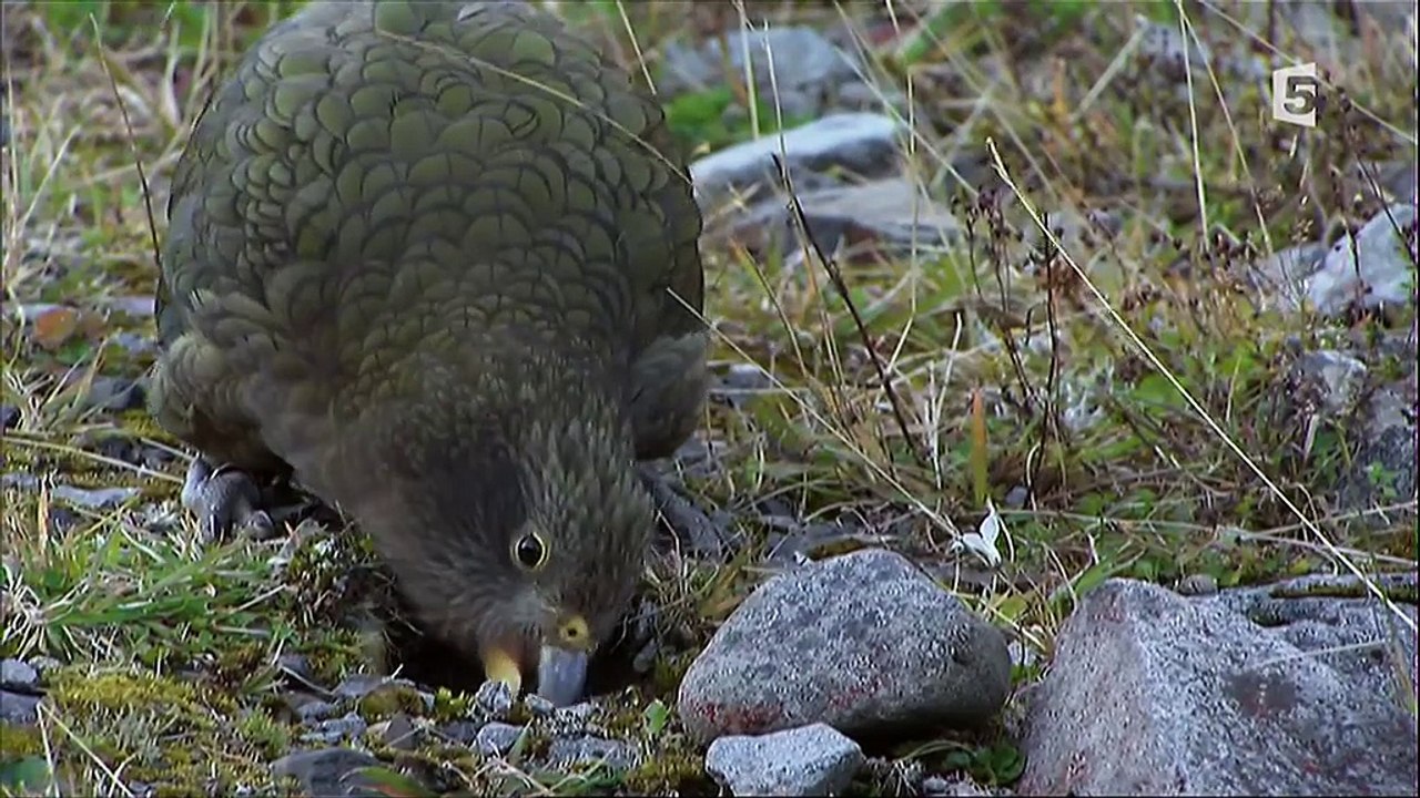Cervelle D'oiseaux