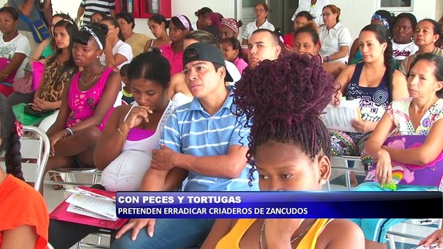 Con peces y tortugas pretenden erradicar criaderos de zancudos