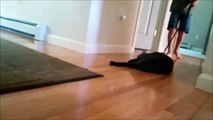 Top 10 Funniest Lazy Cats - Funny Videos - Funny Cats - Funny Animals Videos - Funny Dogs