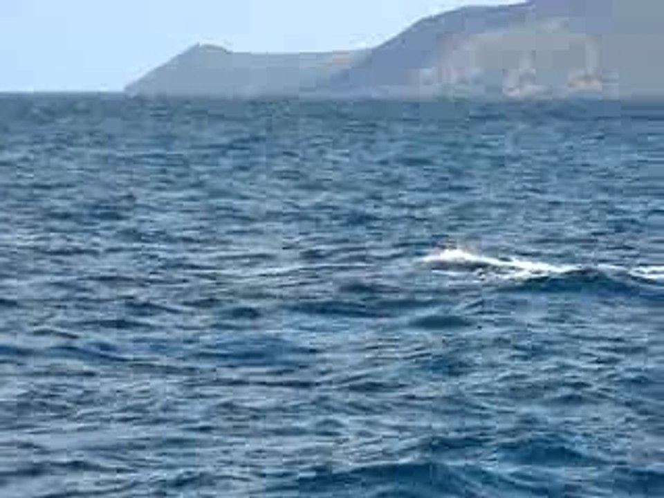 Baleines