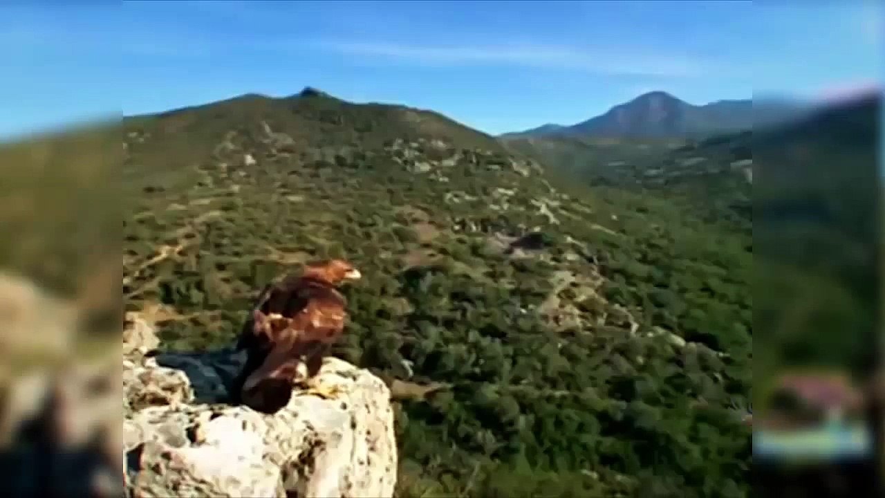 BEST EAGLE HUNTING ANIMAL EAGLE HUNTING MOUNTAIN GOAT WOLF RABBIT