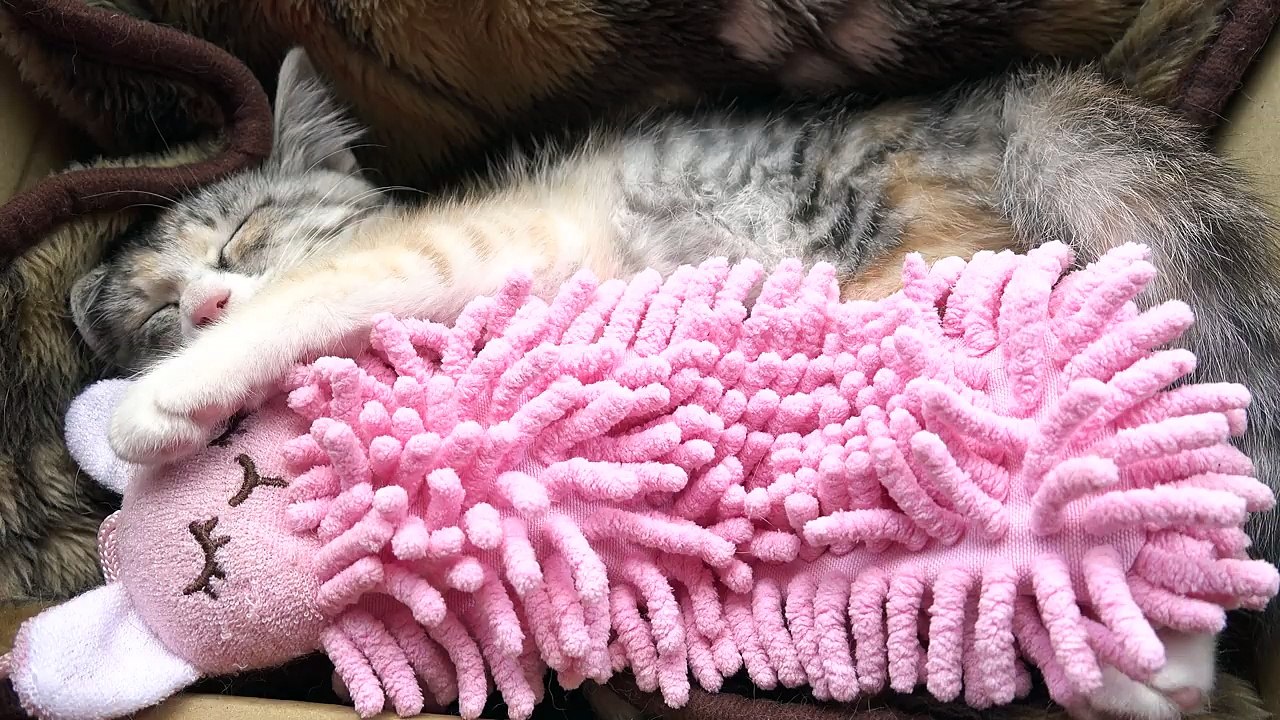 Ils ont donné à ce chaton une peluche rose, mais regardez ce qui se passe… C’est TROP mignon, peut-être même trop pour m