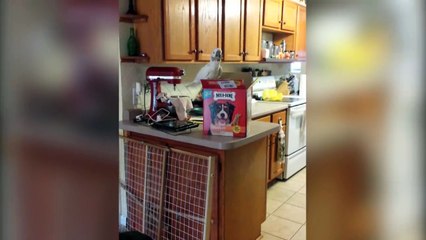 Funny Cockatoos Compilation