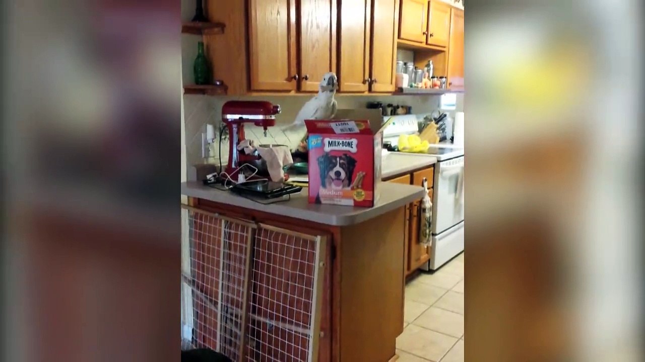 Funny Cockatoos Compilation