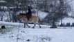 Fuego mon poney fjord , mon cheval au galop sur la neige !