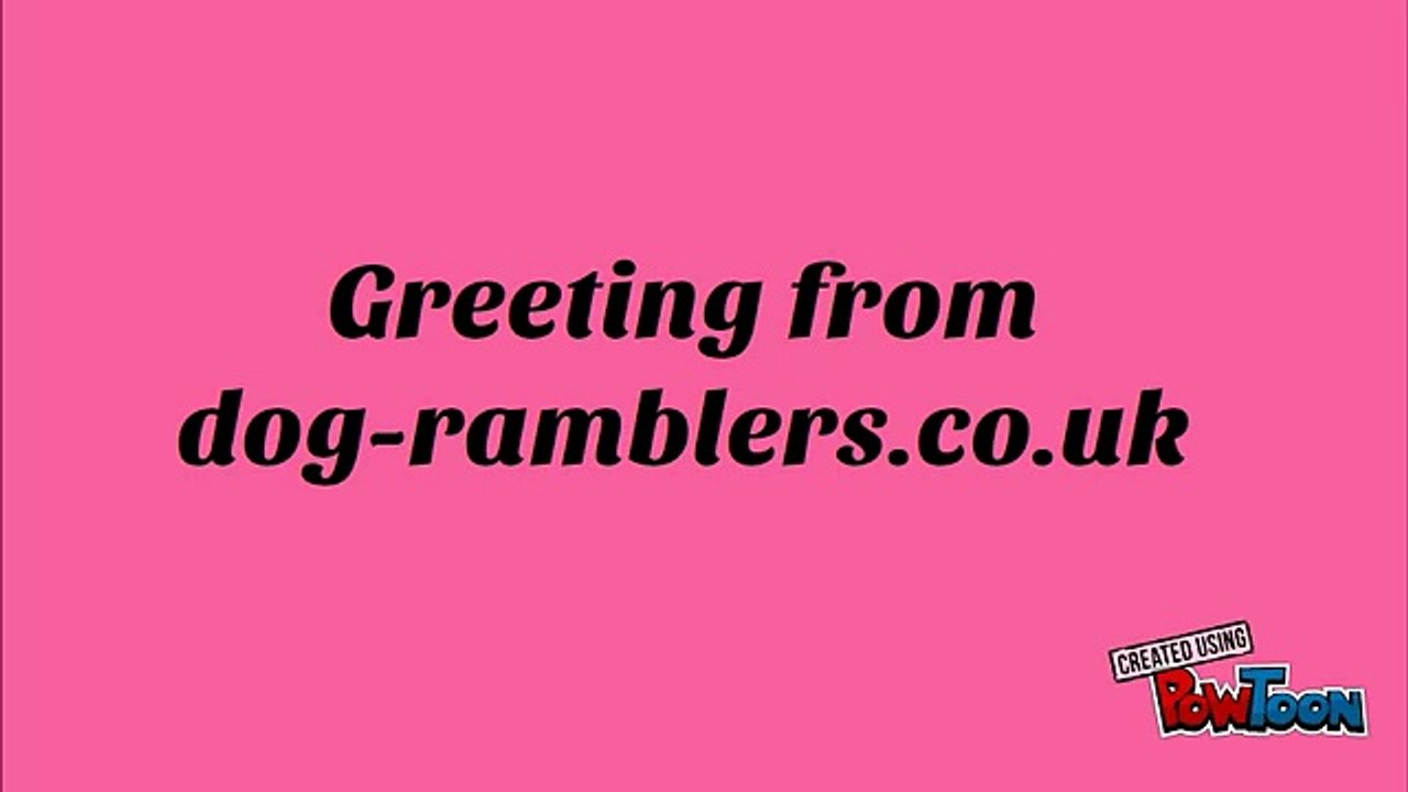 A leading dog clicker training center