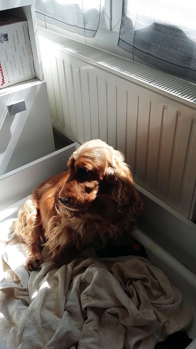 Contraction chienne cocker anglais